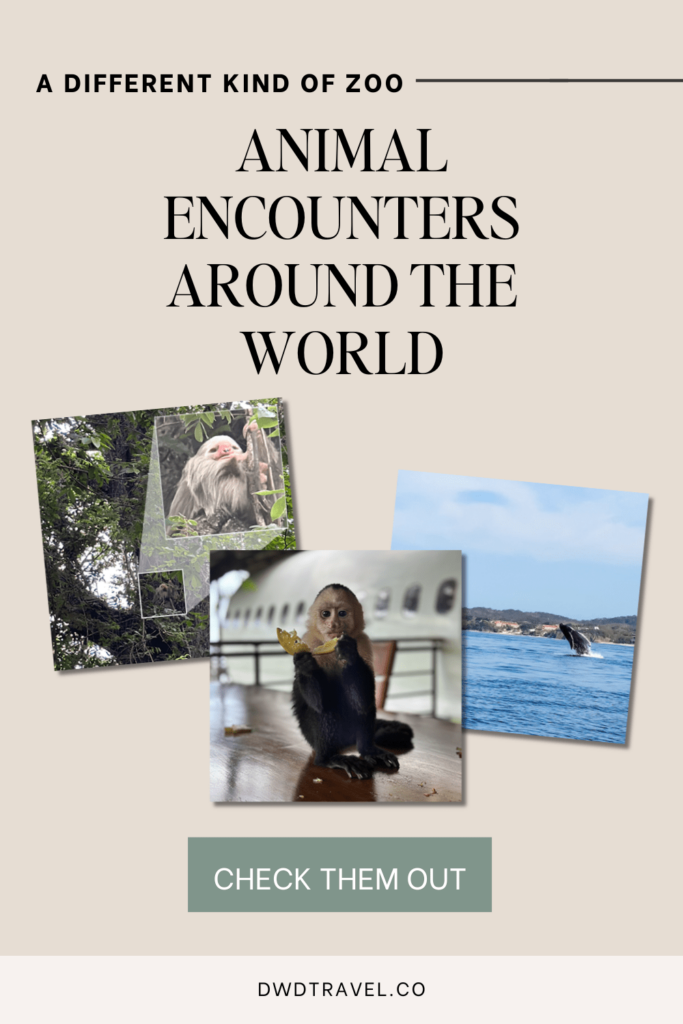 Animal Encounters Around the World