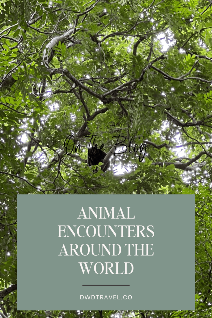 Animal Encounters Around the World