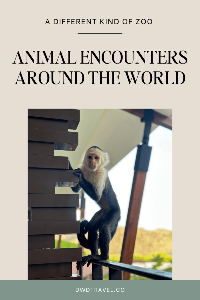 Animal Encounters Around the World