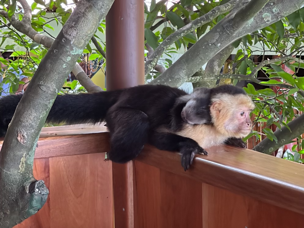 monkey on a ledge