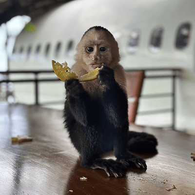 monkey eating a slice of lemon