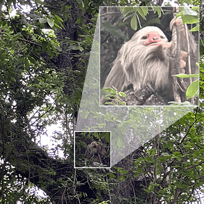 sloth in a tree