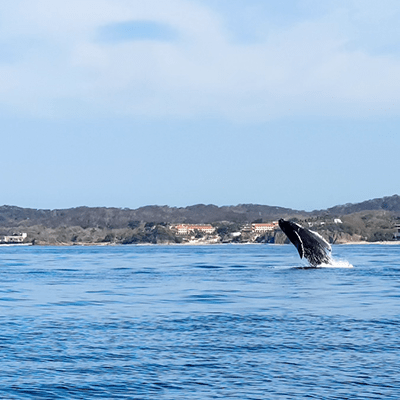 a whale jumping out of the water