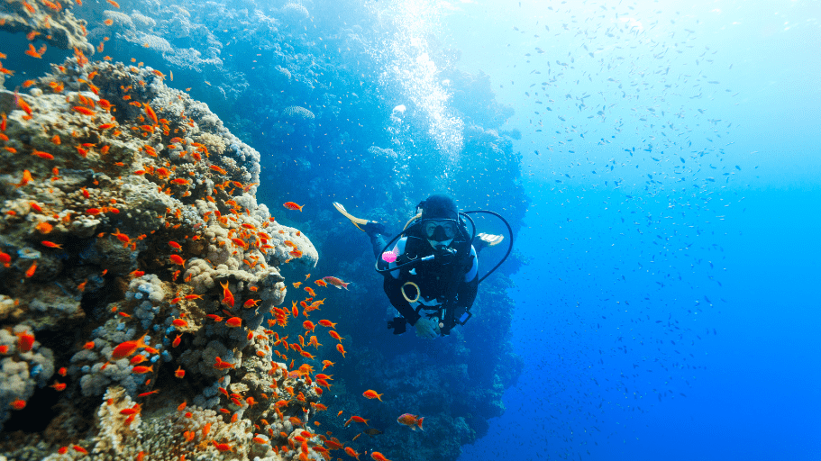 scuba diver underwater with coral and fish