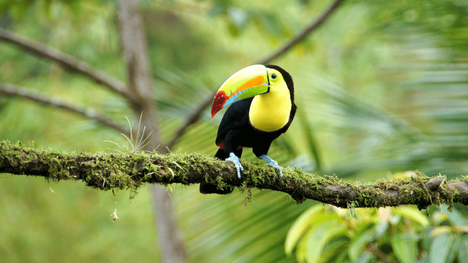 exotic bird on branch in Costa Rica