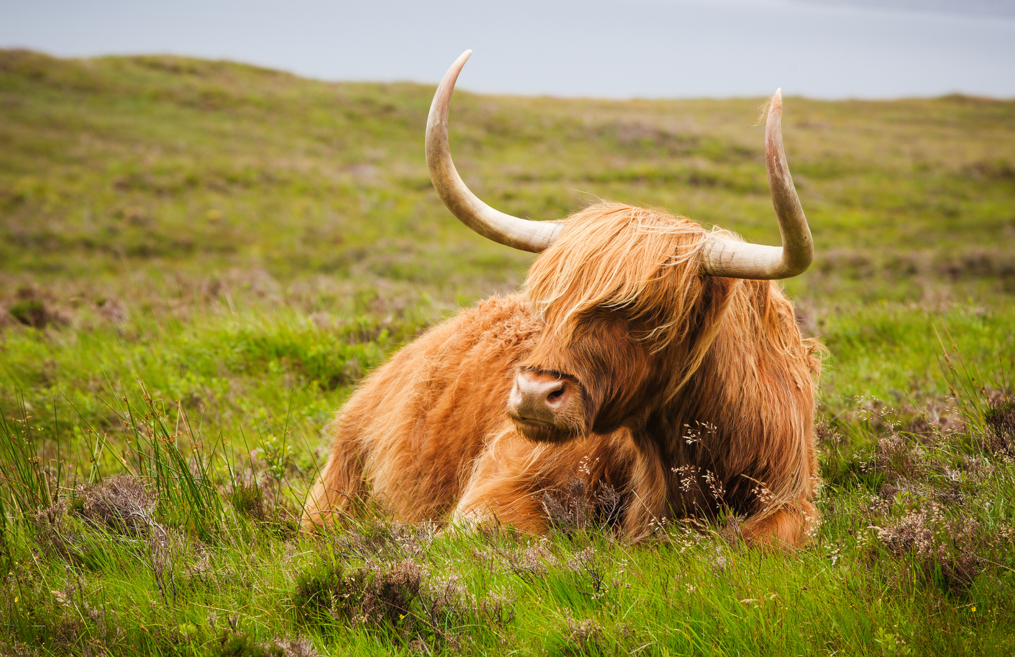 Highland Cow