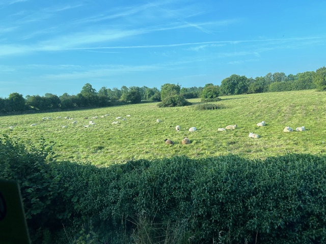 Sheep seen on a Unique Ireland and Scotland Vacation Itinerary