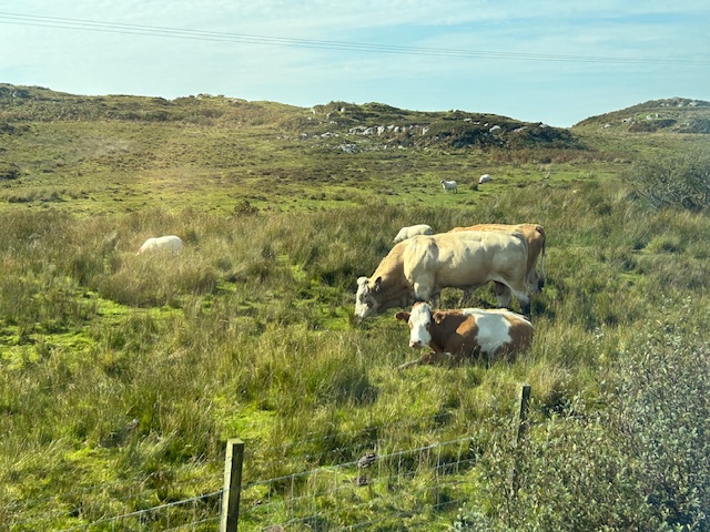 Cattle seen on a Unique Ireland and Scotland Vacation Itinerary