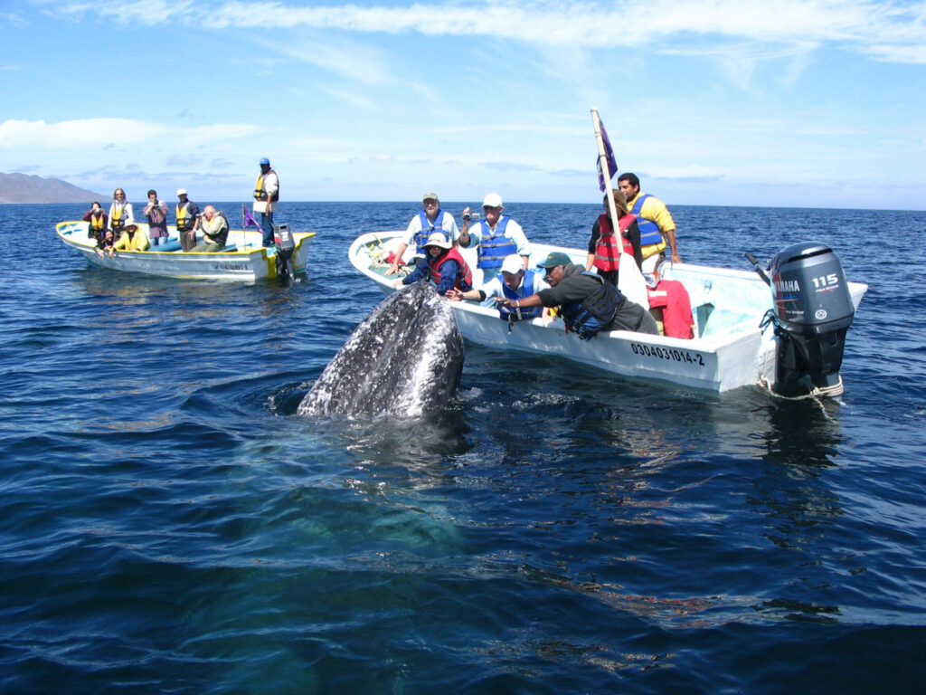 Whale watching in Mexico