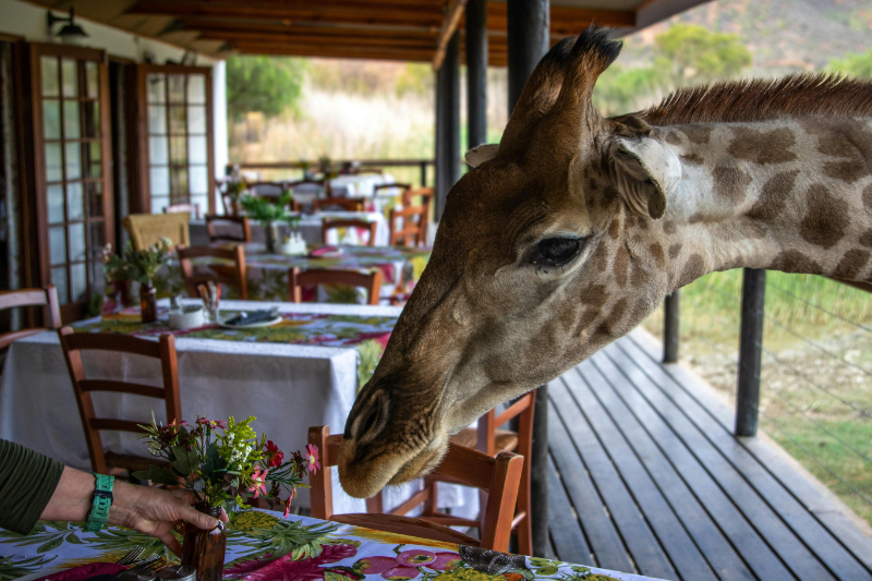 Giraffe visiting an outdoor lodge dining area showcases the unique experiences that impact average honeymoon cost.